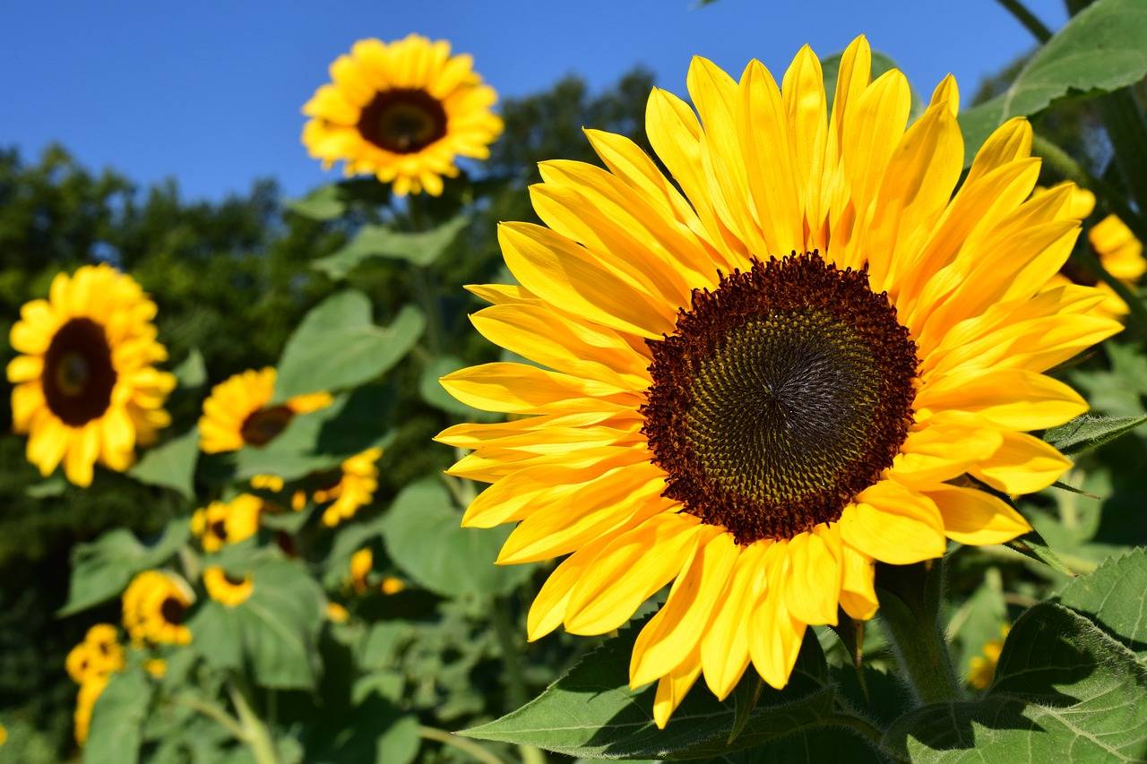 Quelle: pixabay